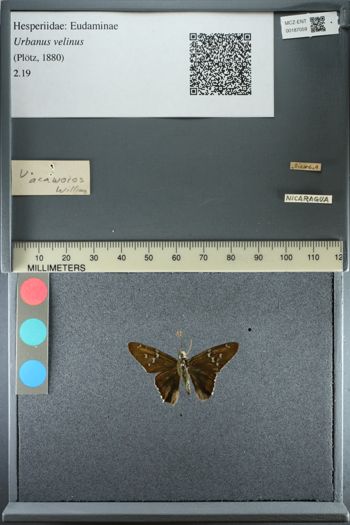 Media type: image;   Entomology 187059